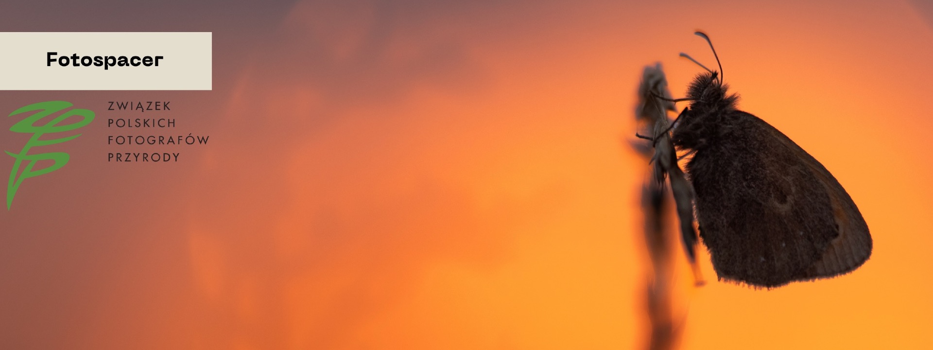 Header