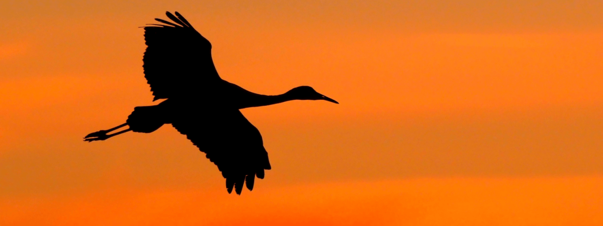 Top Tips to Improve Your Bird Photography Kenmore, WA OM SYSTEM