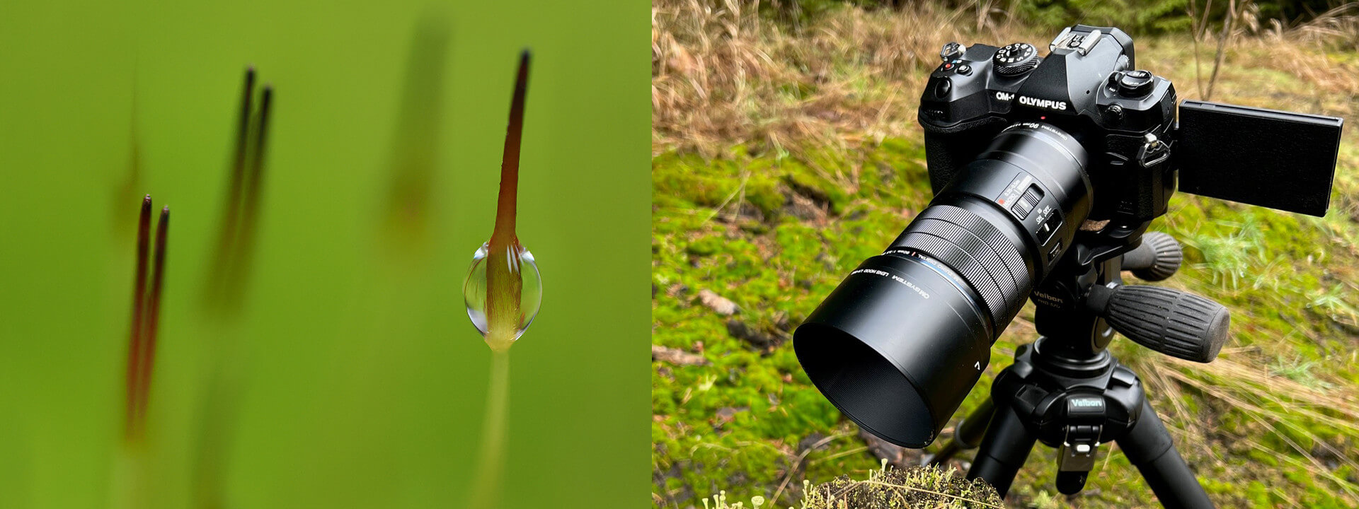 Jak na skládané makro - focus stacking & focus bracketing - OM Digital ...