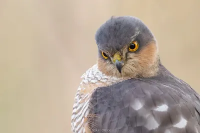 OMsystem Norden Facebook